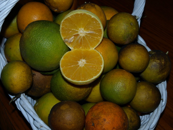 Local citrus