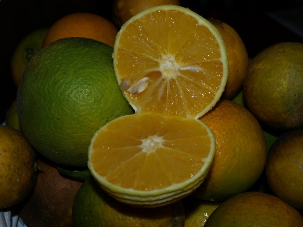 Sliced Orange