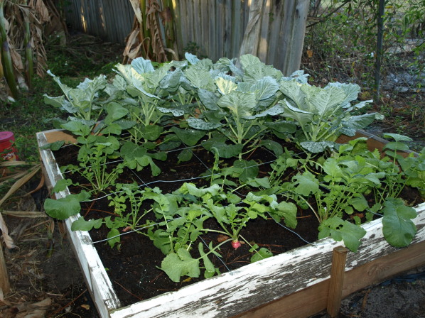 Collards Bed