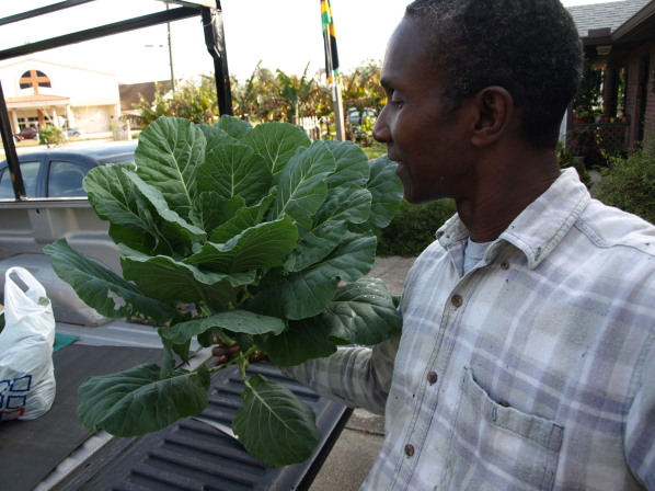 Collards Harvest