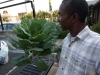 Collards Harvest