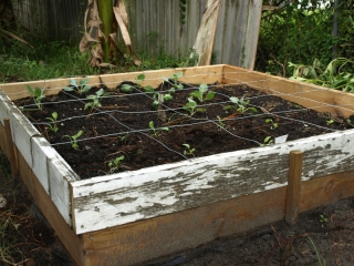 Dirt (Compost, sand, and fertilizer)