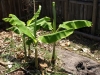 New Plants emerge from rhizome